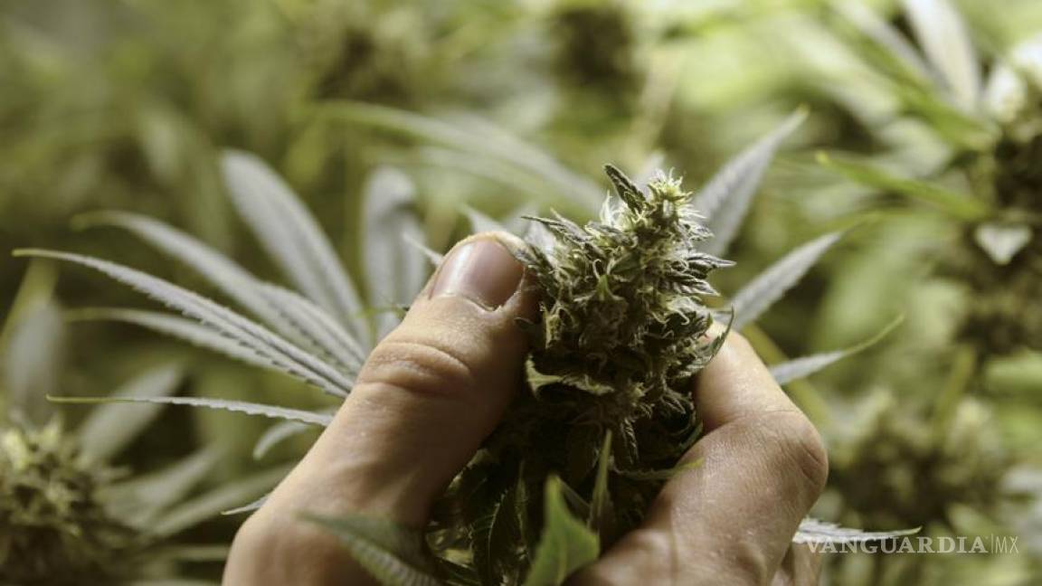 Estudio del Senado podría permitir la legalización de la mariguana
