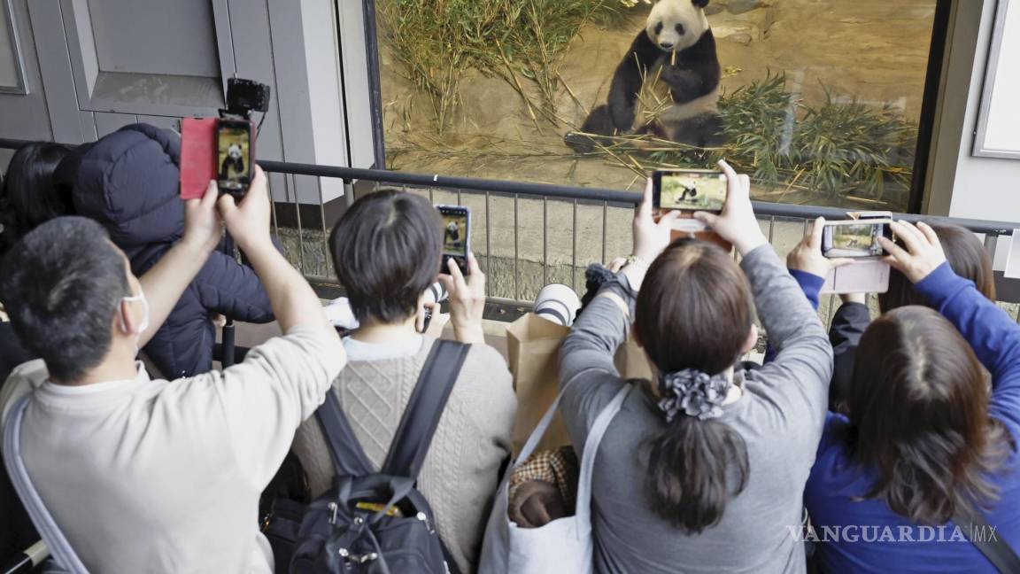Llora Japón a su popular panda gigante; regresará a China