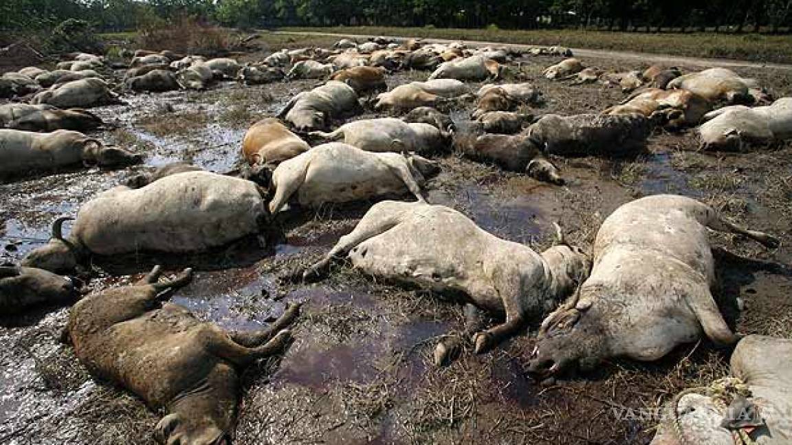 Investigan muerte de ganado en Aguascalientes