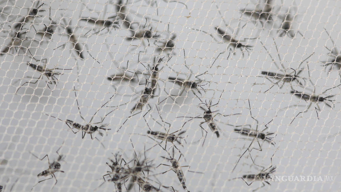 OMS rechaza posponer los Juegos Olímpicos en Brasil por zika