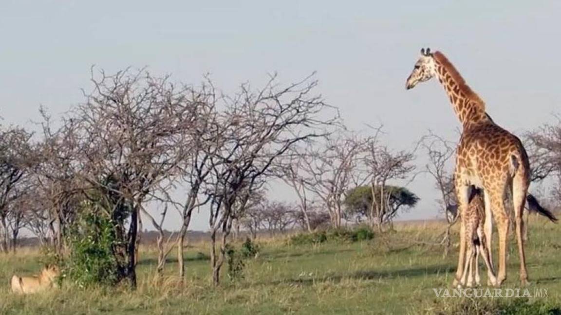 Mamá jirafa defiende a su cría de ser devorada por leones