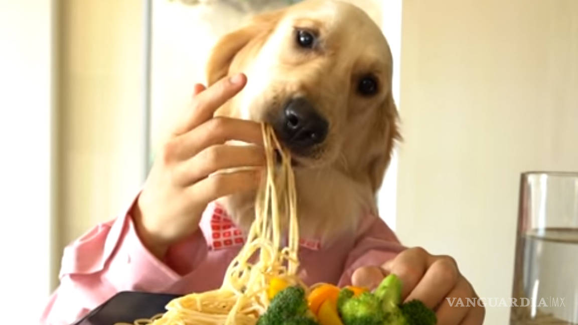 “Perro chef” que come tallarines se vuelve viral