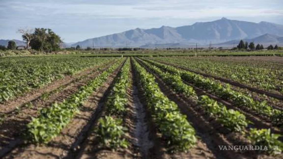 Ganaría México en la renegociación del TLCAN agropecuario: AMSDA