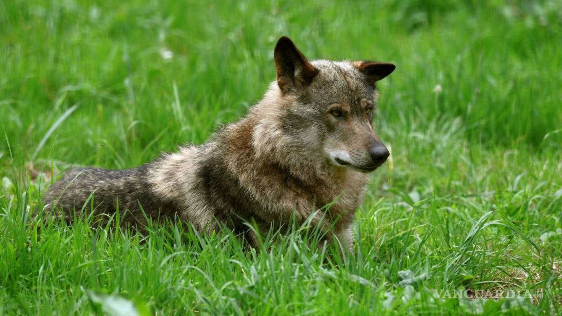 El lobo, un mito para la humanidad y garante de los ecosistemas