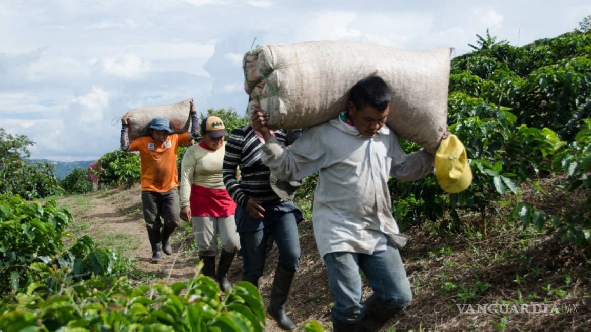 Asegura activista que países consumidores de café &quot;perpetúan pobreza”