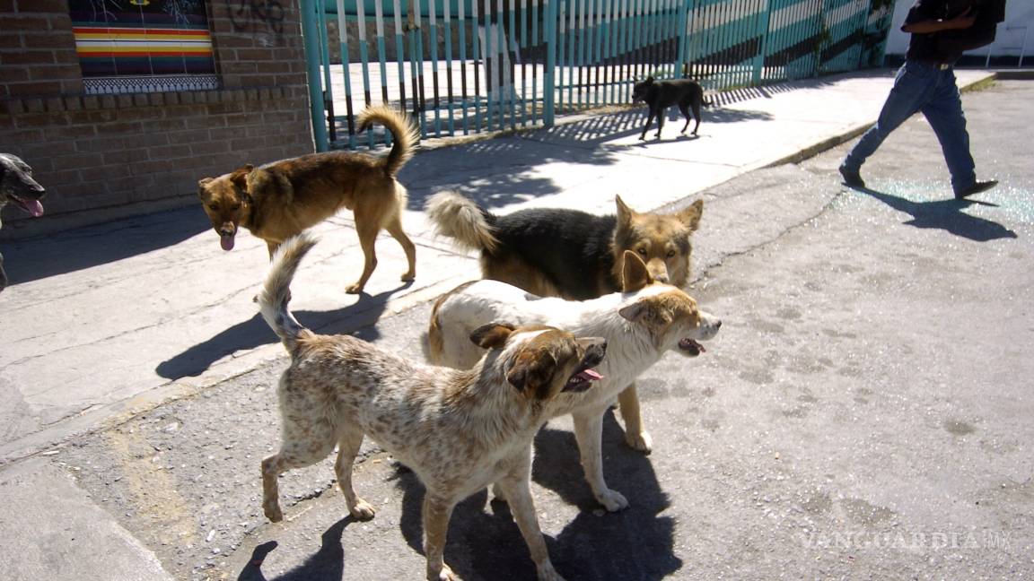Pocos cumplen con registro de mascotas en Saltillo