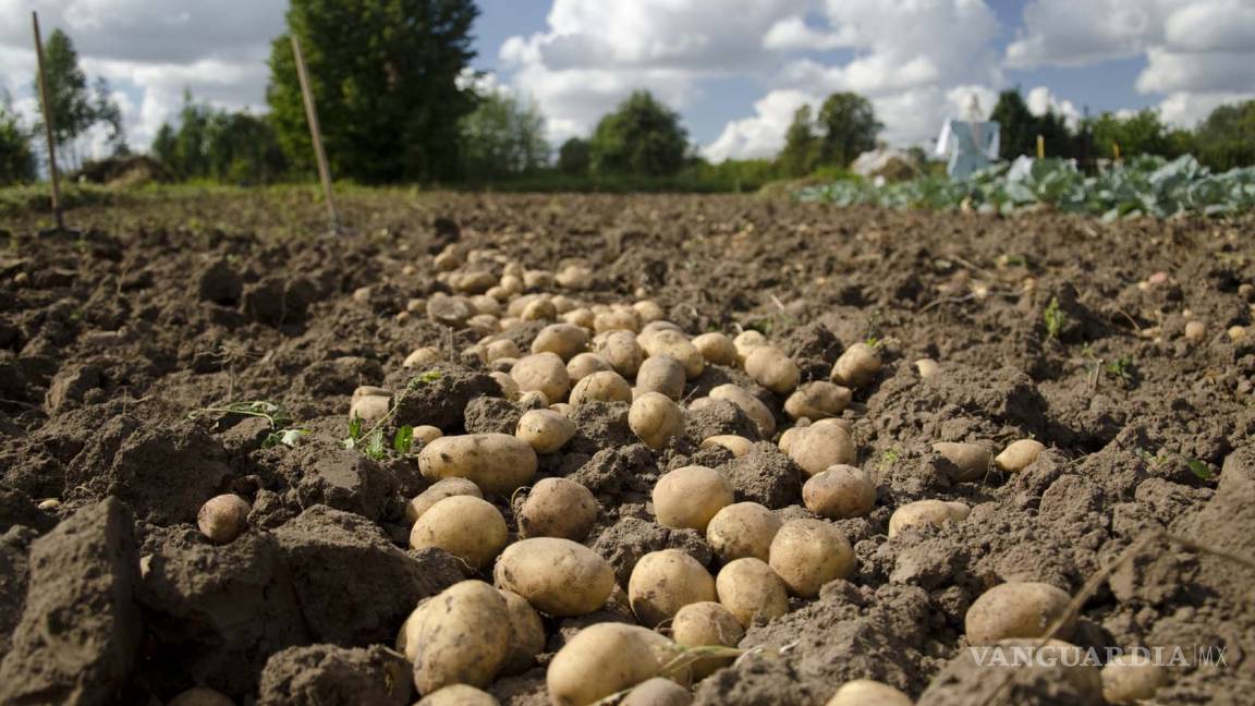 Cultivan patatas en condiciones similares a Marte