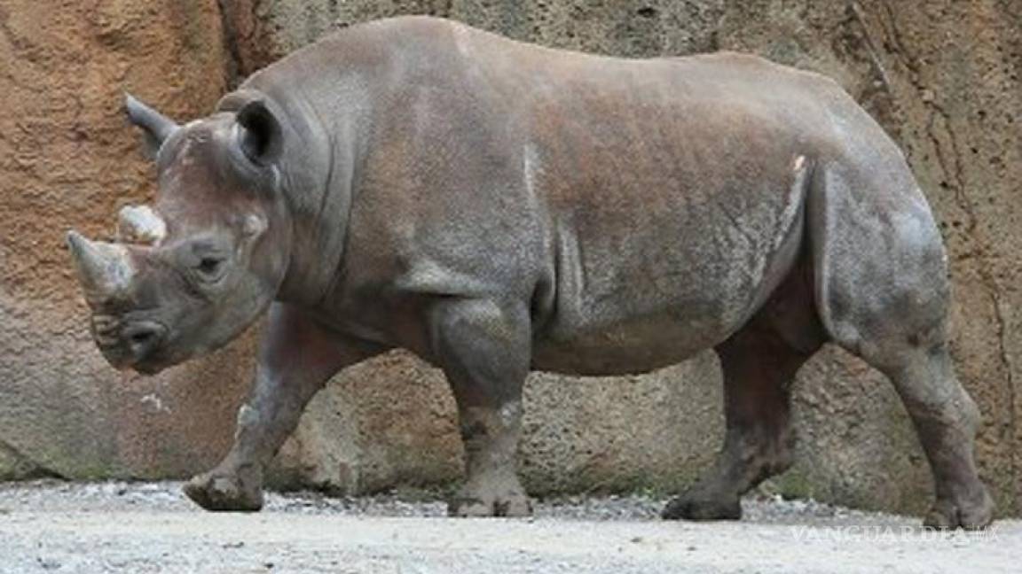Declaran al rinoceronte negro oficialmente extinto