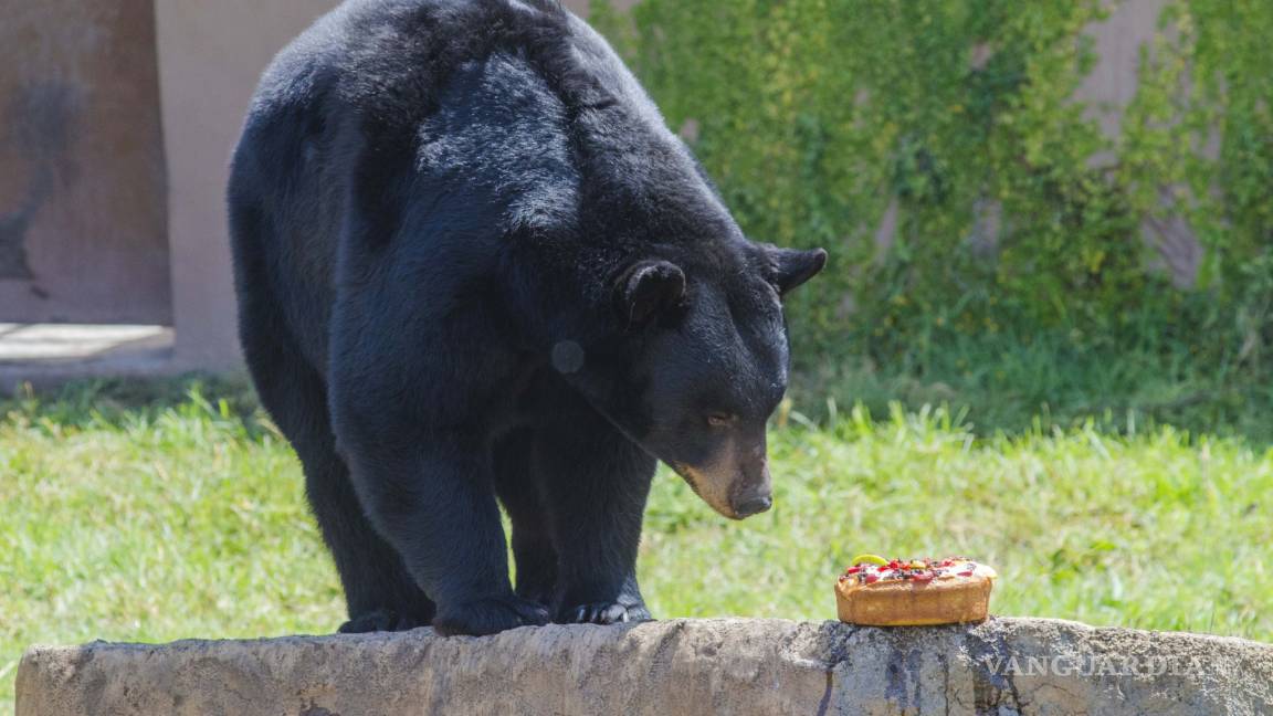 Mude festeja seis años de la llegada de osos americanos