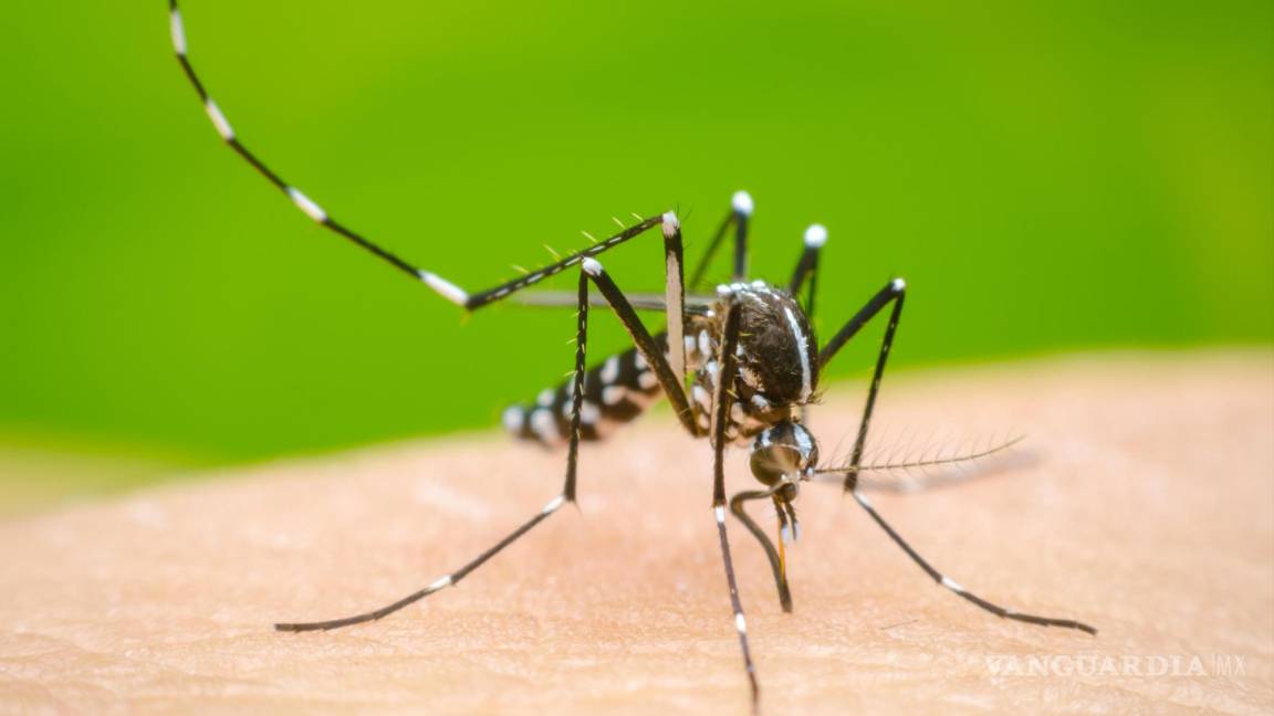 Confirman dos casos de dengue clásico en Piedras Negras y arman cerco epidemiológico