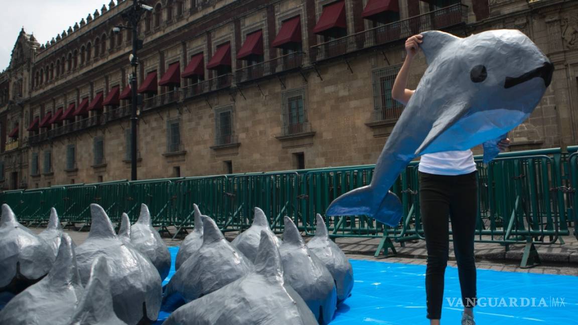 México pone fin a la zona libre de pesca alrededor de las vaquitas marinas