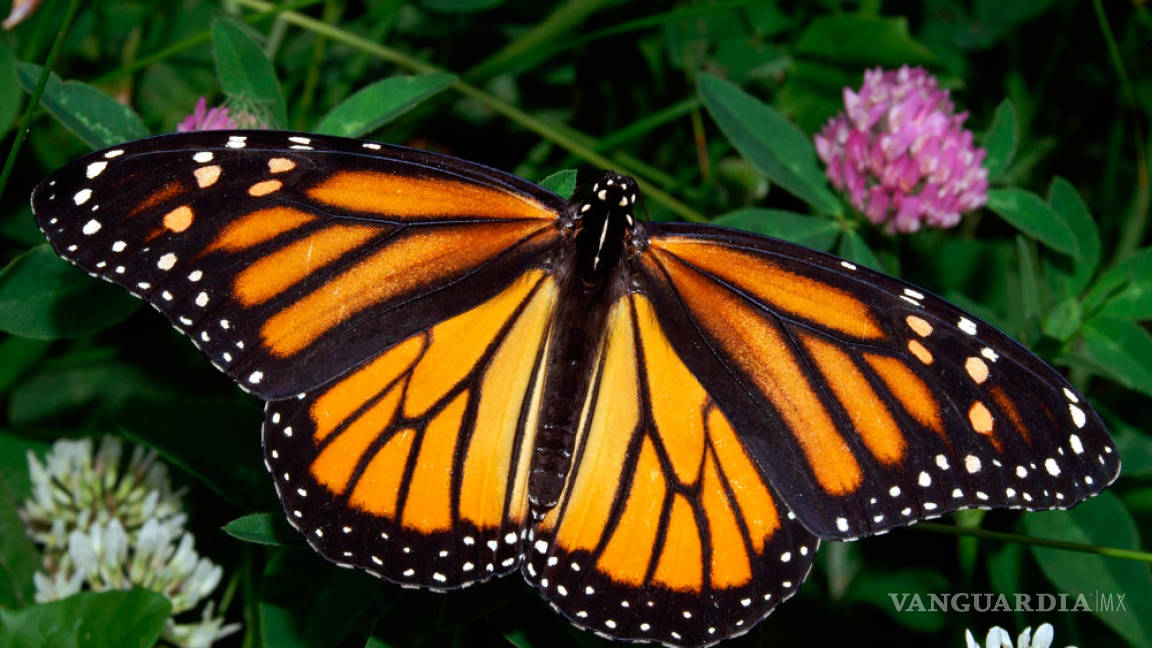 Policía Federal ignora infracción para proteger a la mariposa monarca en Coahuila