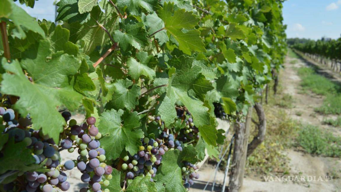 Aunque hay escasez de lluvias, principales regiones productoras de vino no han sufrido afectaciones
