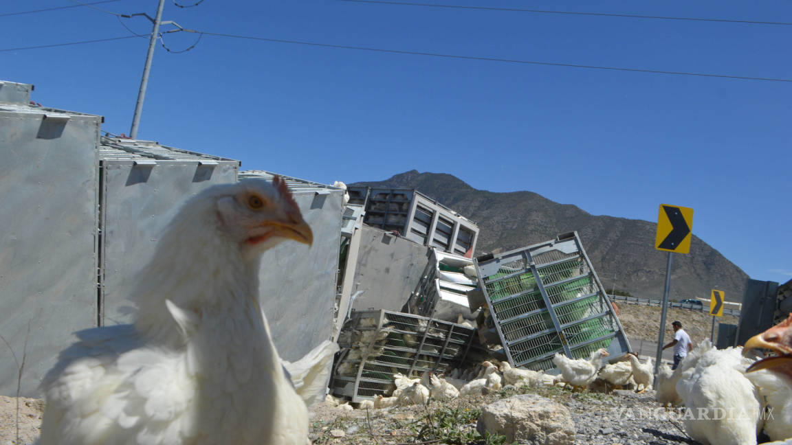 Vuelca camión que transportaba pollos; personas acuden al lugar para robar gallinas