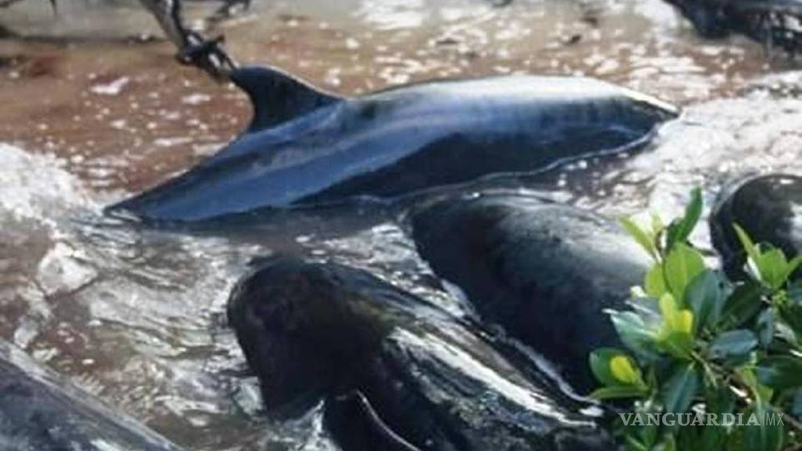 Aparecen muertas 81 orcas negras en costas de Florida