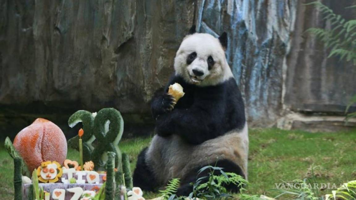 Panda gigante más longevo del mundo muere a los 38 años