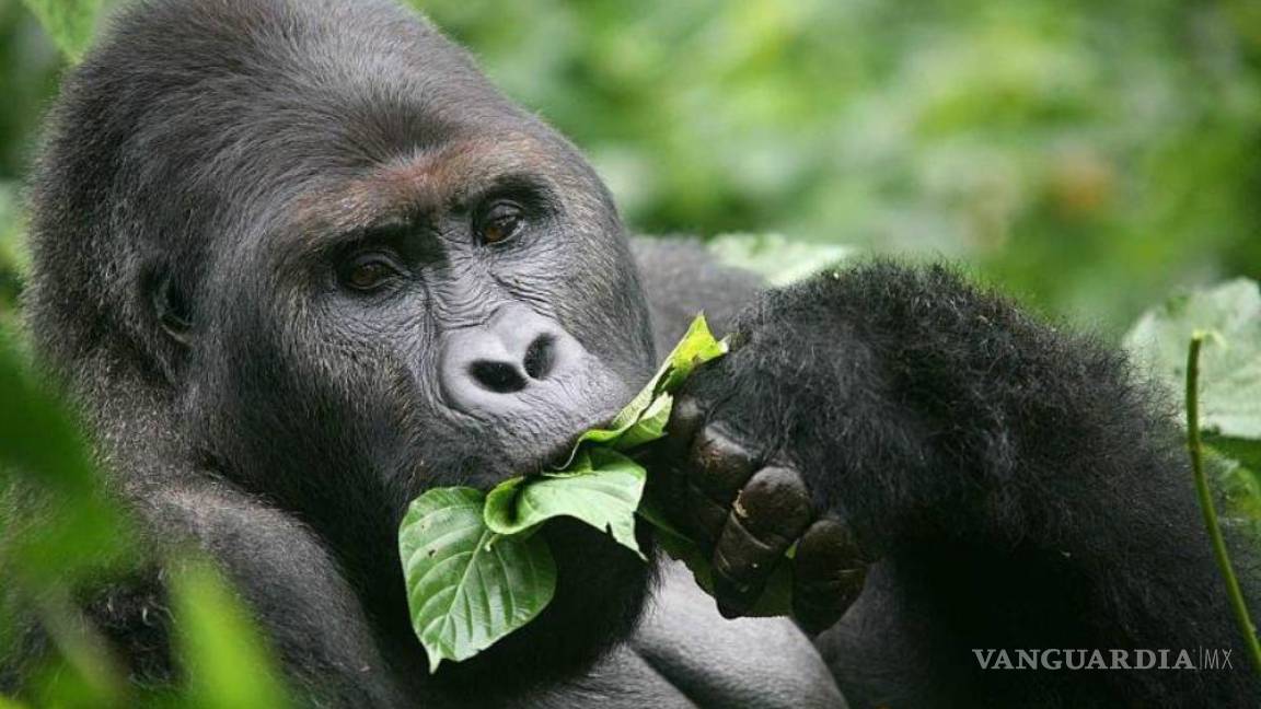 Gorilla beringe, el más grande del mundo, está amenazado de extinción