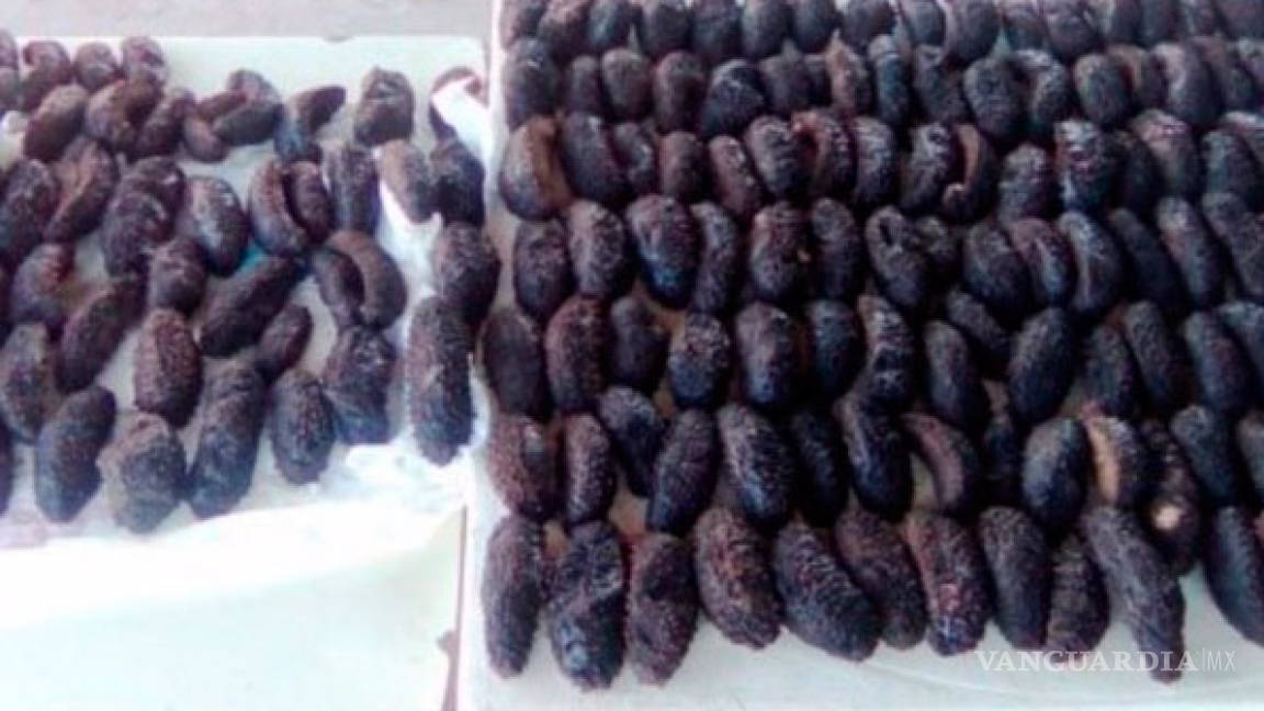 Aseguran 300 kilos de pepino de mar en Yucatán