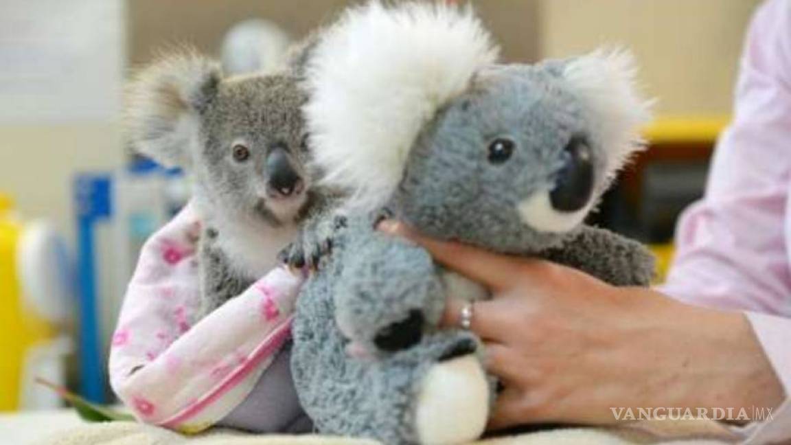 Koala huérfano encuentra consuelo en un peluche