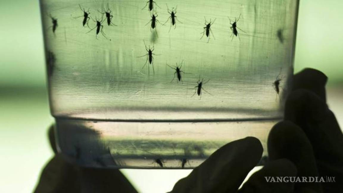 7 maneras en las que se propaga el zika