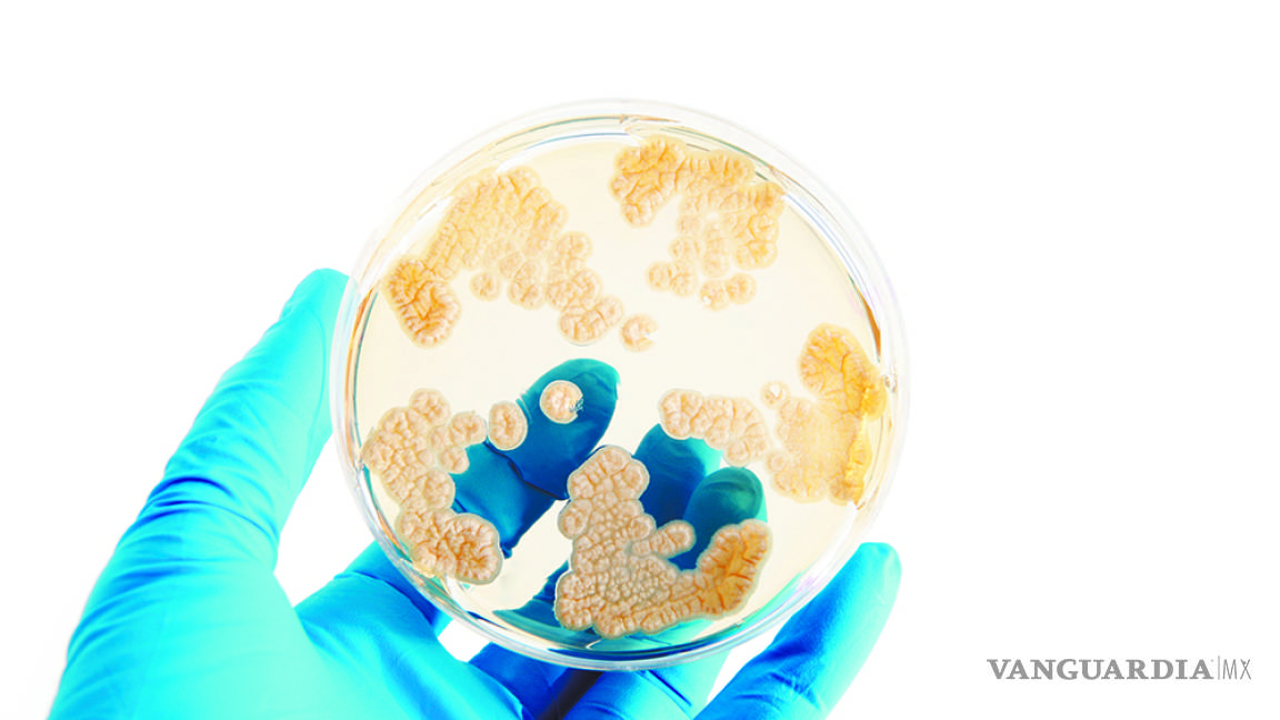 La OMS anuncia las 12 bacterias más peligrosas para el ser humano