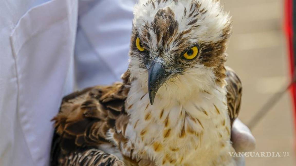 Águila pescadora tras volar 7 mil kilómetro desde Finlandia a Kenia muere por falla orgánica