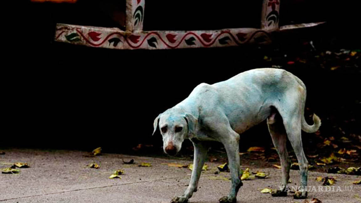 La verdad de los perros azules de la India