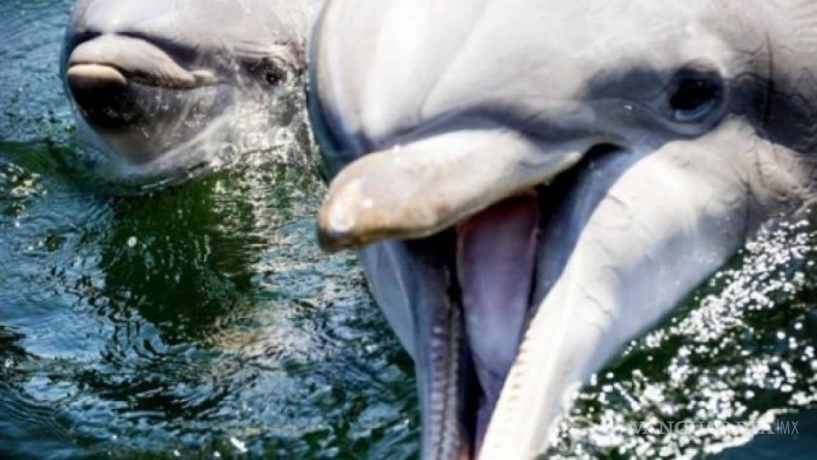 Nace un delfín en zoológico de Holanda