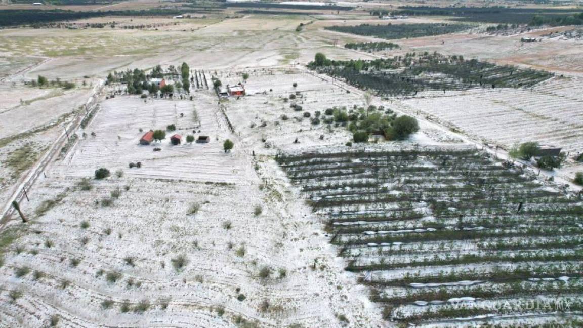 Heladas y granizadas destruyen huertas de manzana en Arteaga