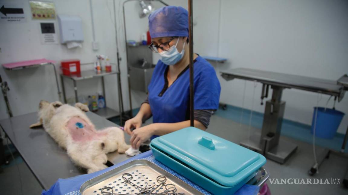 Rondan los mil perros y gatos atendidos en campaña de esterilización en Piedras Negras