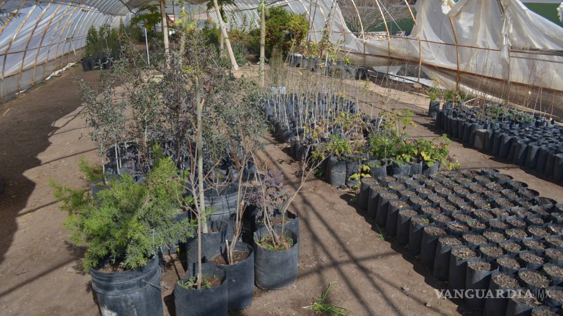 Fundación Vanguardia dona un centenar de árboles