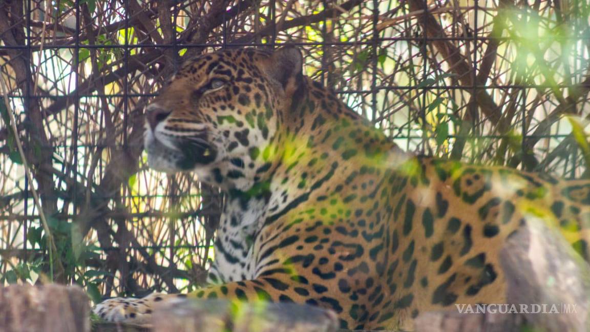 Muere jaguar del Zoológico de Morelia por agua contaminada; reportan más animales enfermos