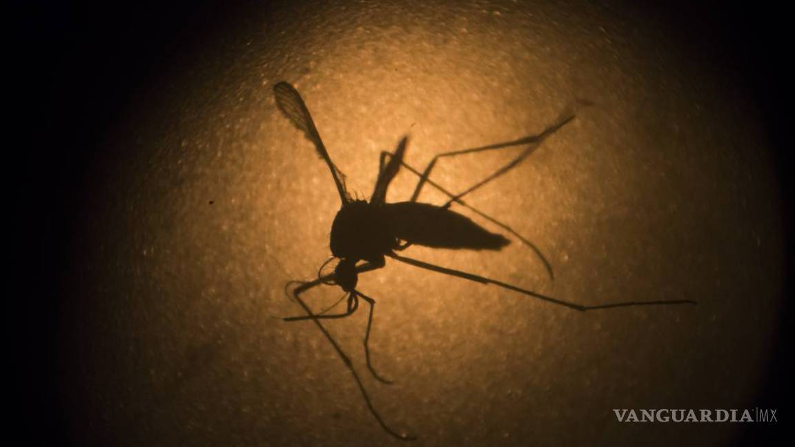 Situación del zika en Latinoamérica, país por país