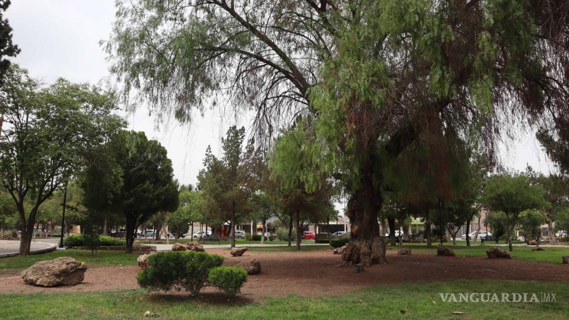 Vecinos reclaman daño ecológico en plaza de la colonia República; Municipio de Saltillo lo niega