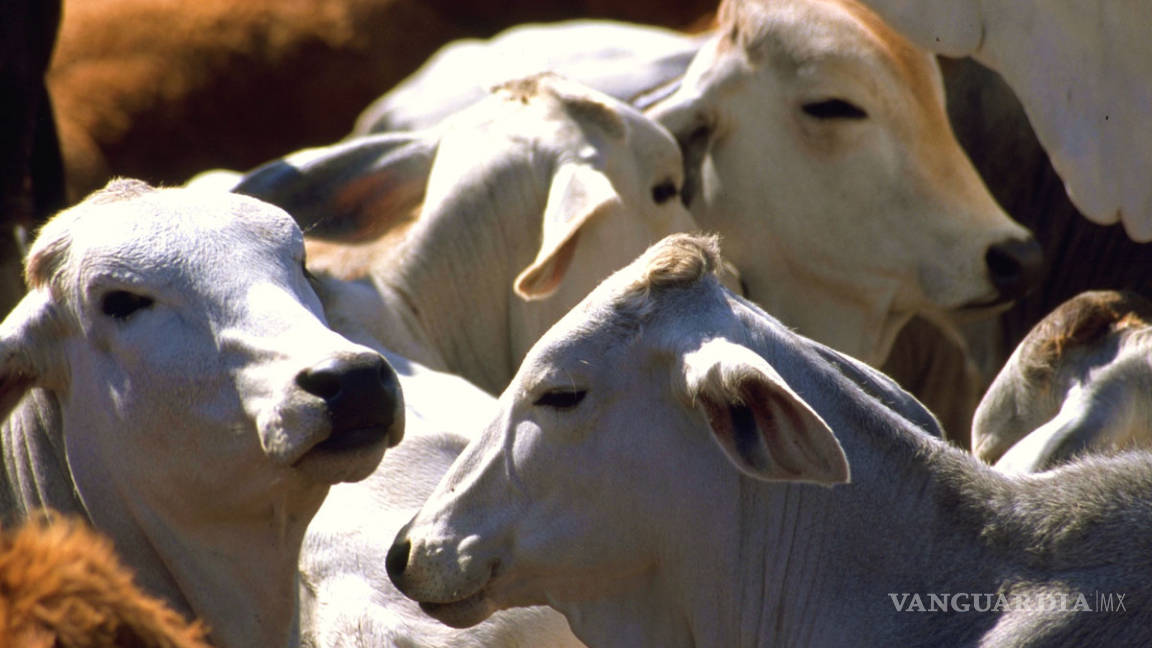 Exhortan a vacunar al ganado contra fiebre carbonosa en la región centro