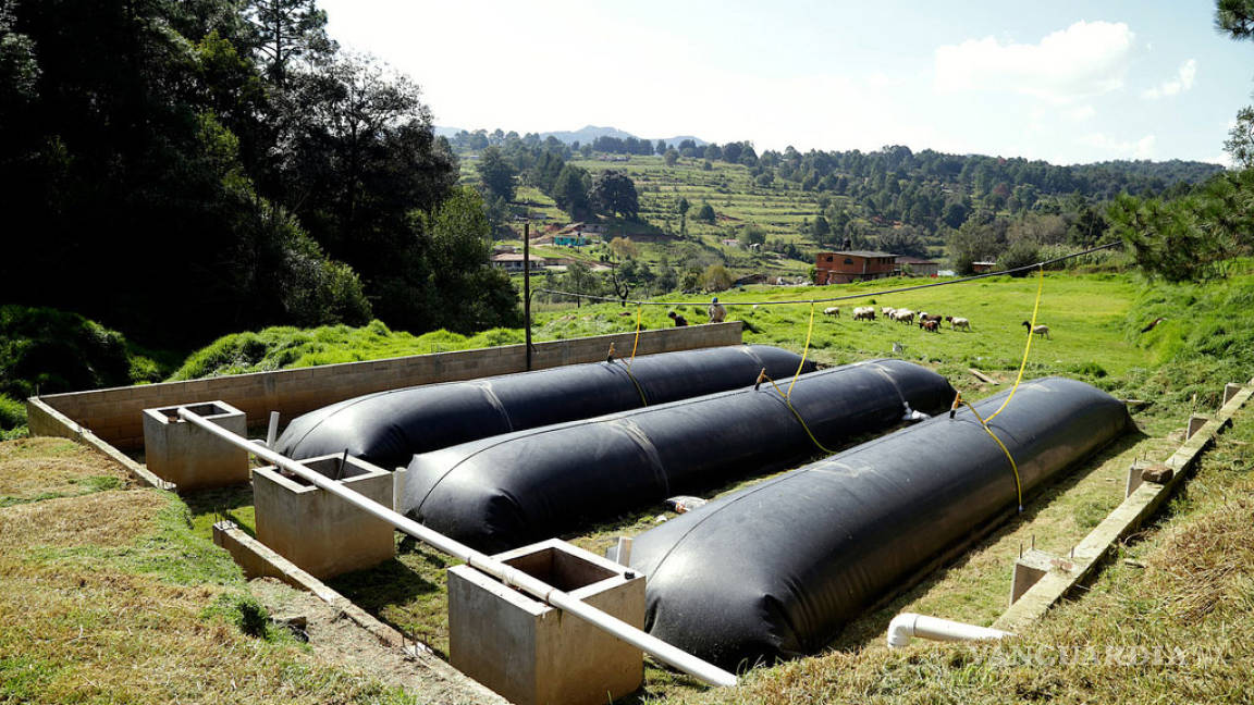 Mexicanos crean biodigestor que abastece de energía a 3 mil granjas en el país y América Latina
