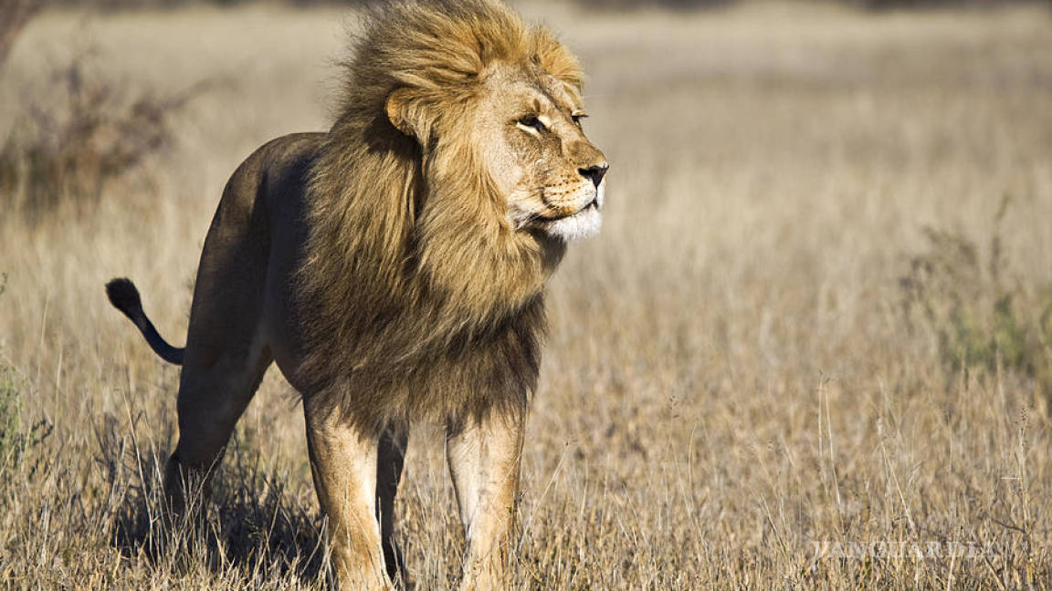 EU clasifica como &quot;en peligro&quot; a dos especies de león en África e India