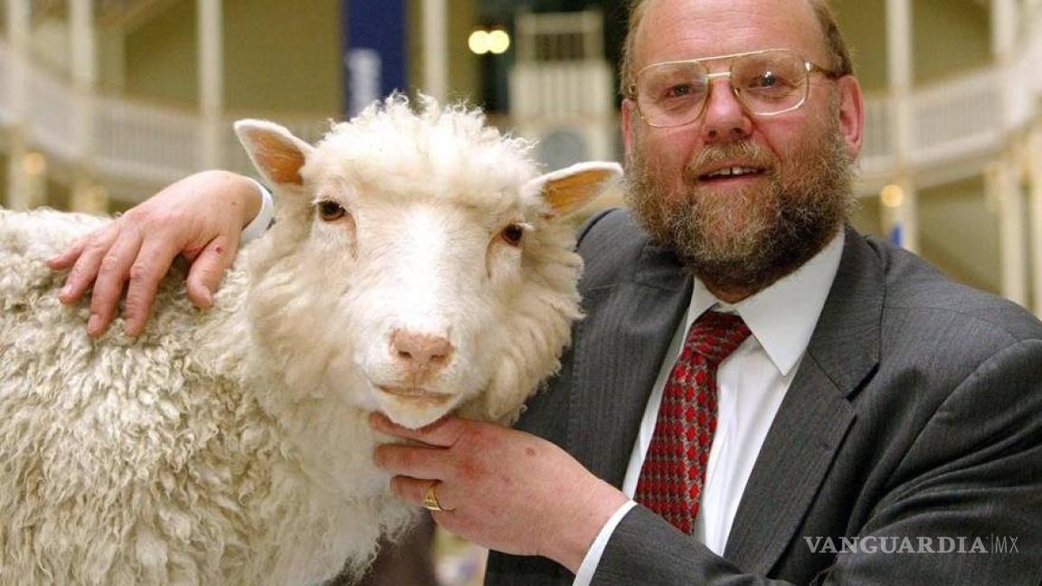 20 años de la oveja Dolly: ¿por qué los clones mueren jóvenes?