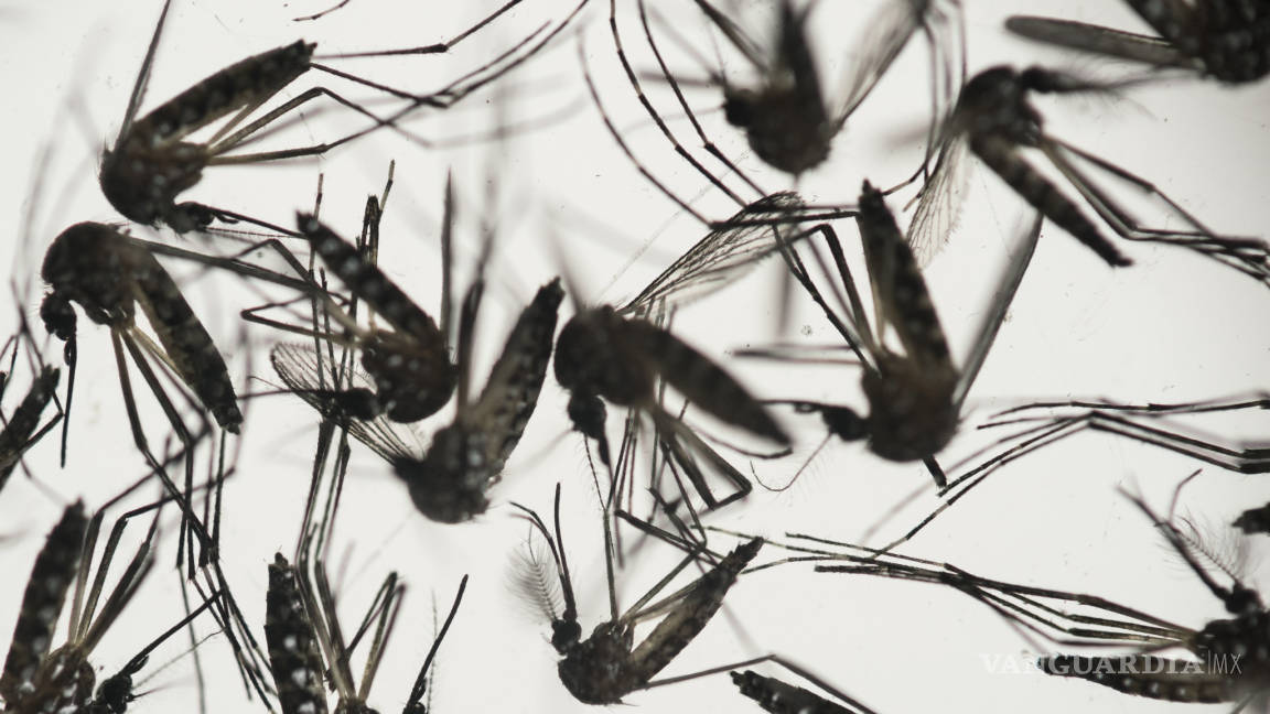 Virus del Zika no es mortal: experto de la UNAM