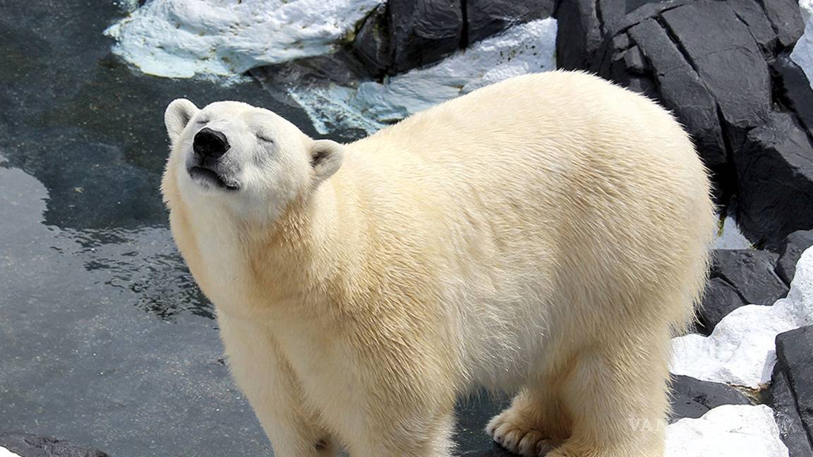 Osa polar de SeaWorld murió tras ser separada de su amiga de toda la vida