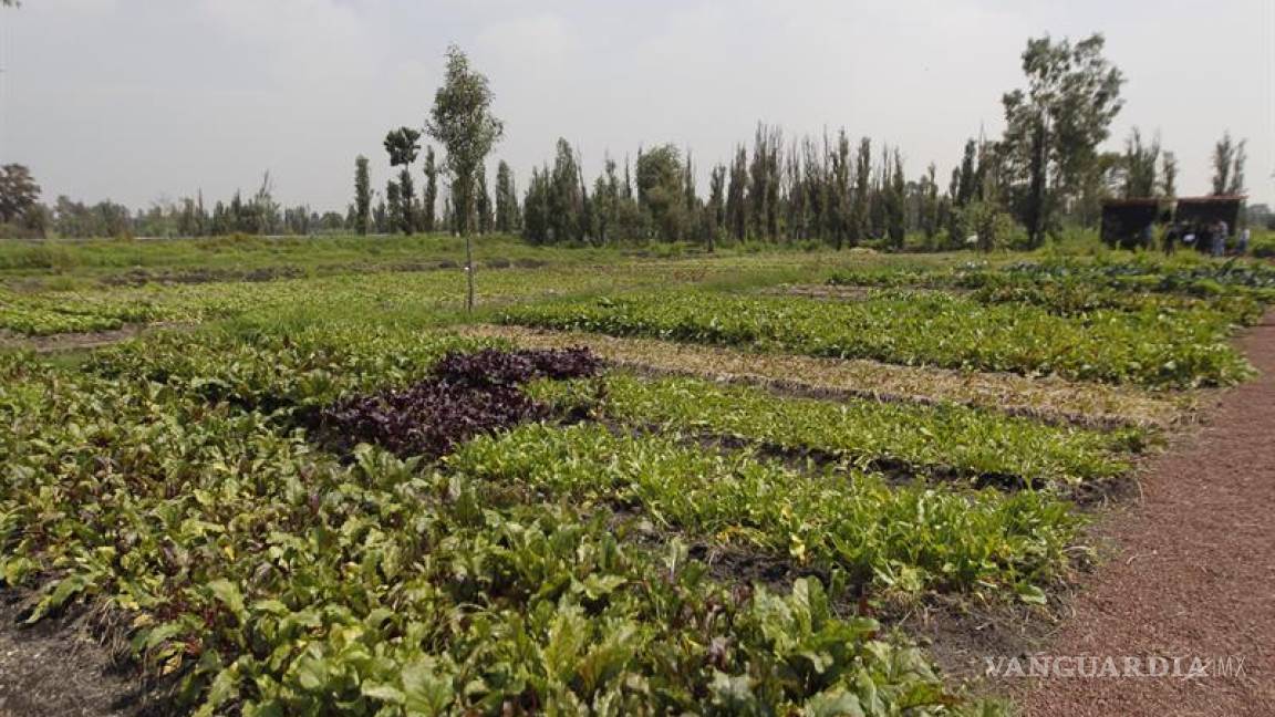 México instrumenta proyecto para rescate de chinampas y su agrobiodiversidad