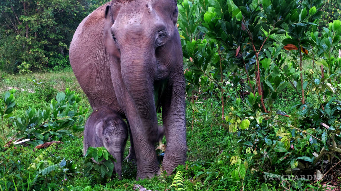 Nace cría de elefante en peligro de extinción en Indonesia