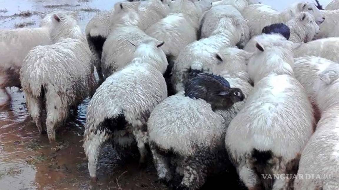 Conejos montan ovejas para salvarse de inundación