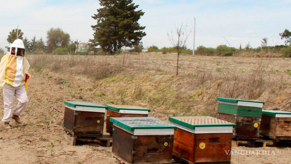 Descartan que muerte de abejas en Coahuila sea por plaguicidas