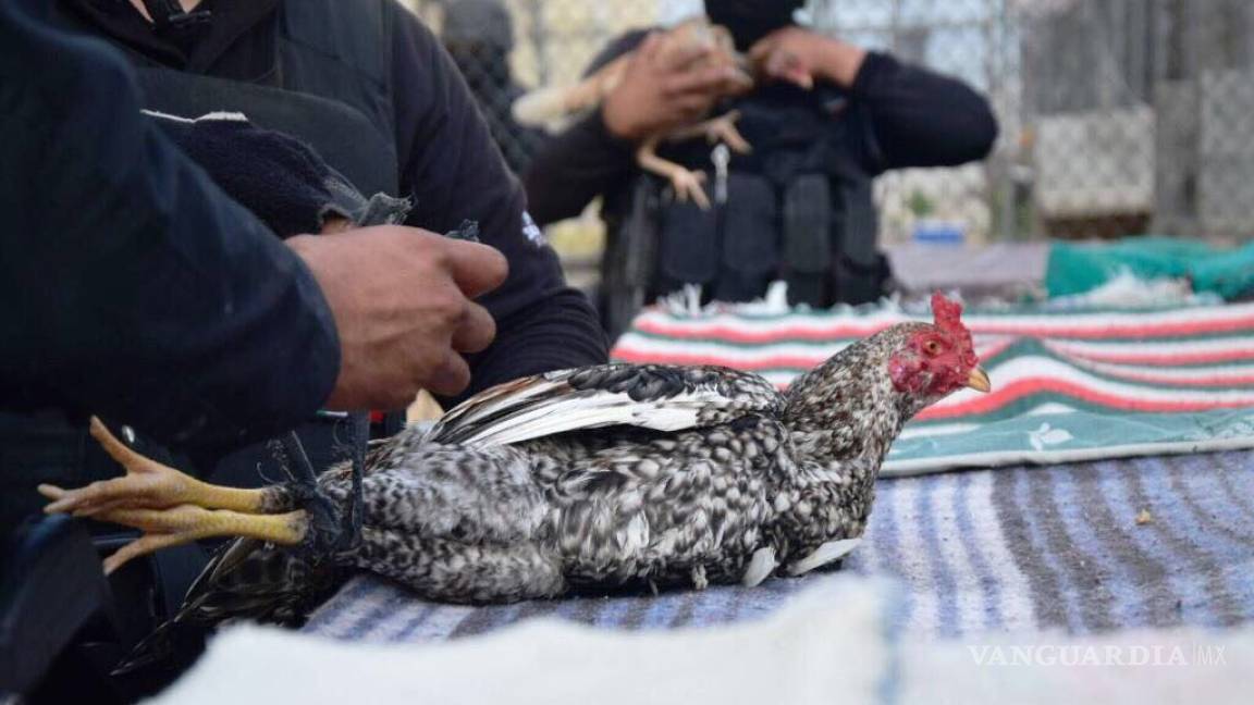 Encuentran gallos de pelea durante cateo en penal de Nuevo Laredo