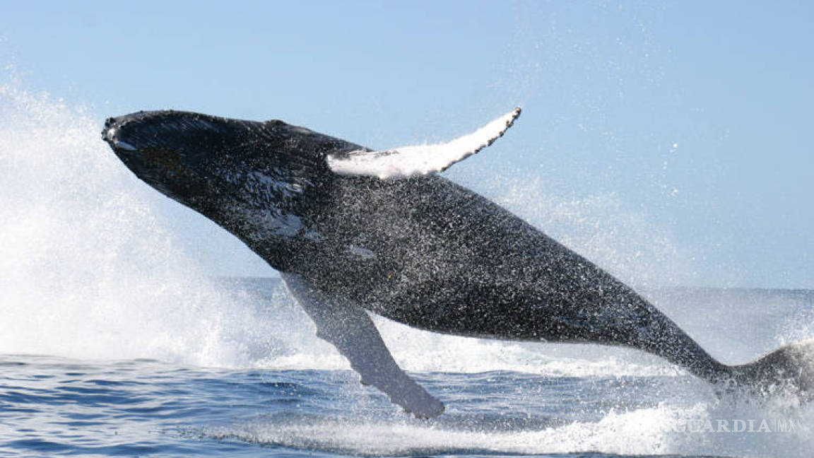 Registran récord de presencia de ballena gris