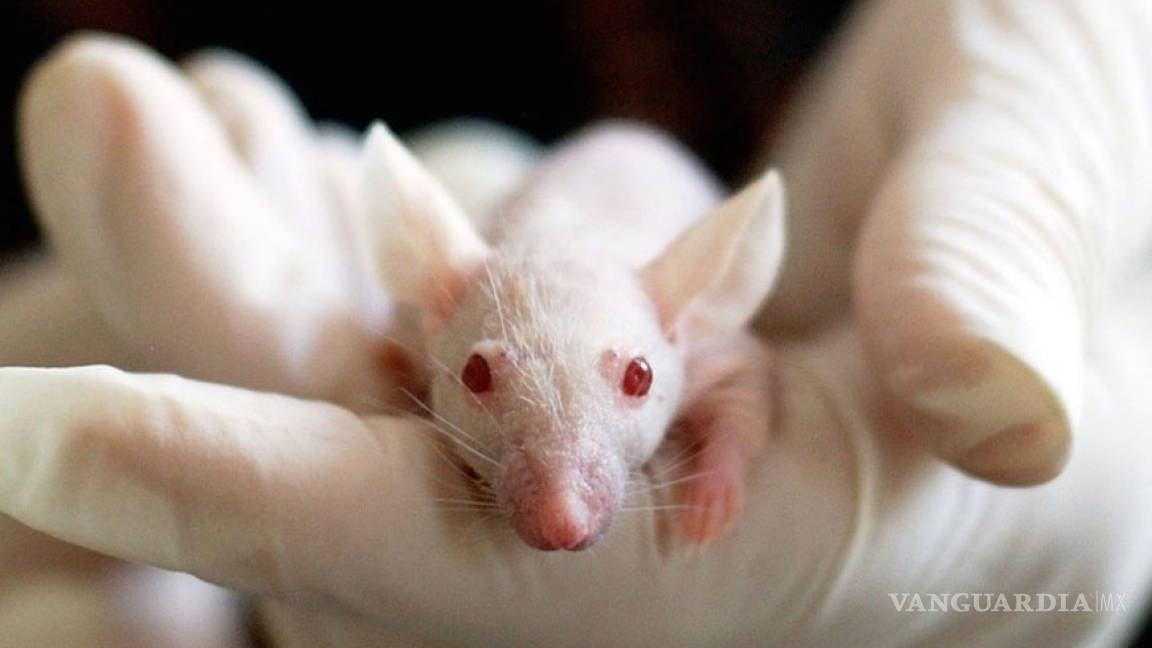 Reprogramación genética ayuda a ratones con párkinson a recobrar movilidad