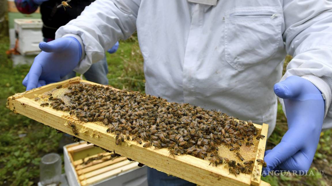 Hay en EU un alto índice de mortandad de abejas