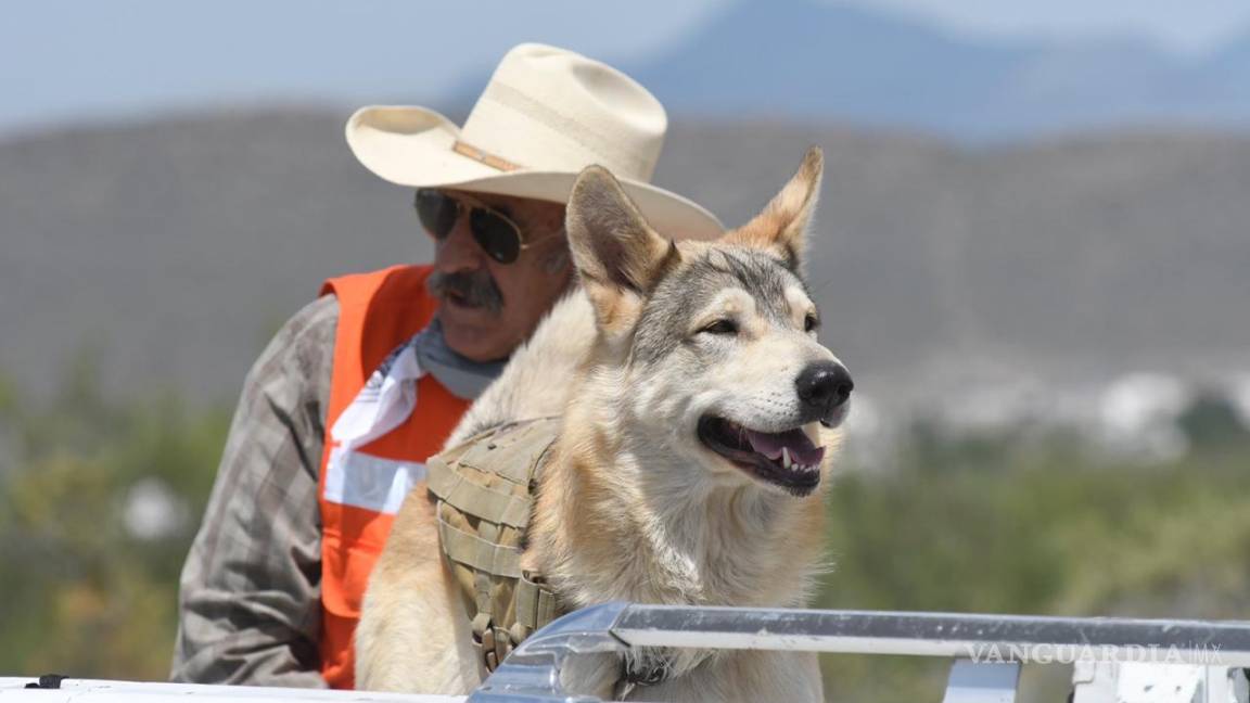 Baloc, el lobo mexicano que busca a Lluvia Estefanía en Ramos Arizpe