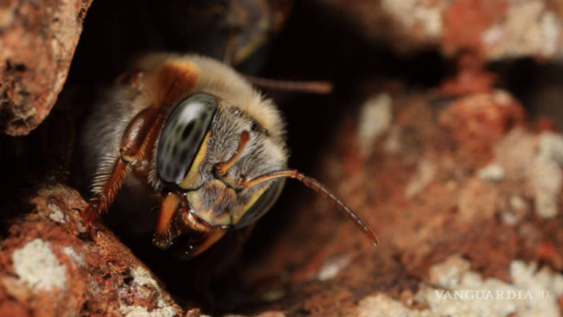 Cuetzalan, la dulce vida de una abeja milenaria